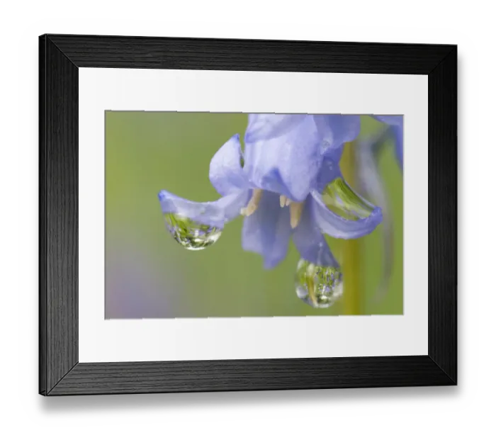 Framed Print : Flowering Common bluebells (Hyacinthoides non-scripta) with dew, Cumbernauld Glen SWT reserve Framed Print : Flowering Common bluebells (Hyacinthoides non-scripta) with dew, Cumbernauld Glen SWT reserve