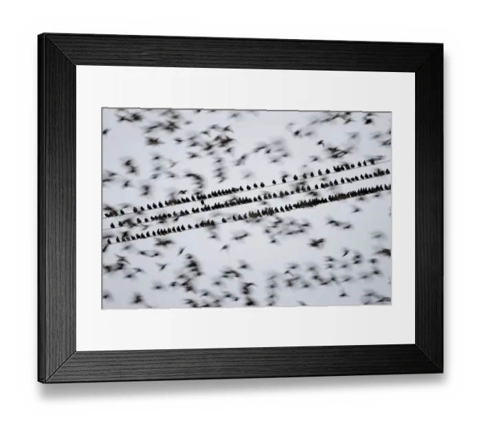 Framed Print : Common starlings (Sturnus vulgaris) gathering on telephone wires pre-roost, Solway Firth Framed Print : Common starlings (Sturnus vulgaris) gathering on telephone wires pre-roost, Solway Firth