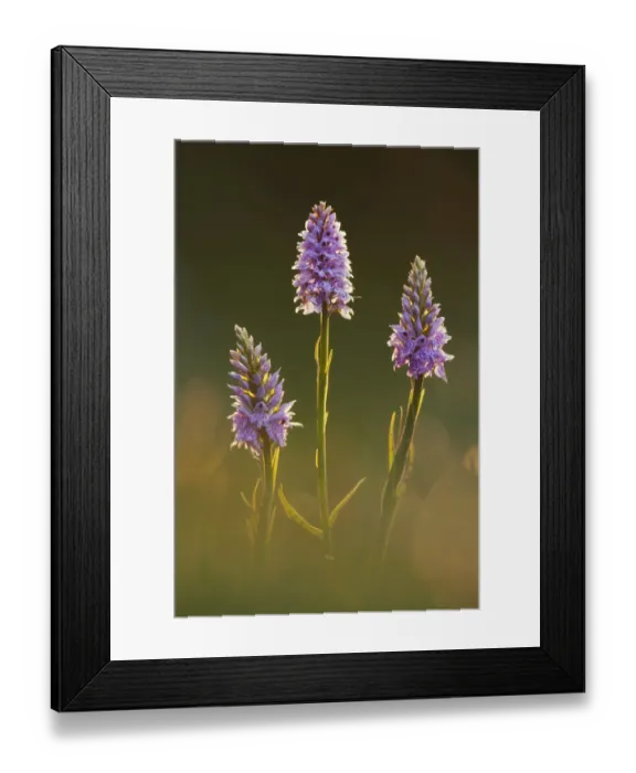 Framed Print : Common-spotted Orchid (Dactylorhiza fuchsii), Hardington Moor NNR, Somerset, UK, June