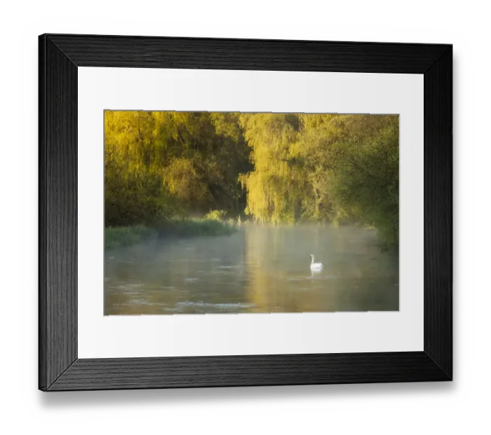 Framed Print : Mute swan (Cygnus olor) on the River Itchen at dawn, Ovington, Hampshire, England, UK, May Framed Print : Mute swan (Cygnus olor) on the River Itchen at dawn, Ovington, Hampshire, England, UK, May