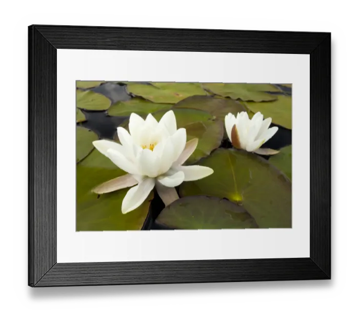 Framed Print : White water lily (Nymphaea alba) in flower, Scotland, UK, July. 2020VISION Book Plate Framed Print : White water lily (Nymphaea alba) in flower, Scotland, UK, July. 2020VISION Book Plate
