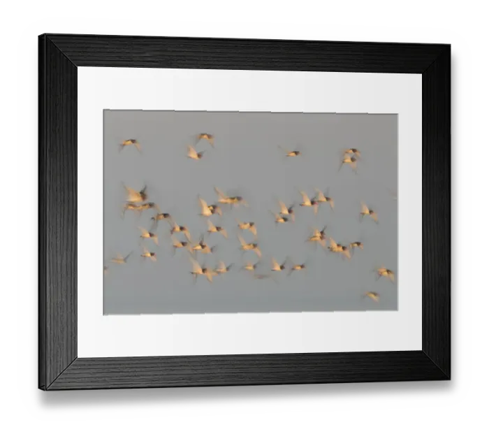 Framed Print : Flock of Oystercatchers (Haematopus ostralegus) in flight, The Wash Estuary, Norfolk, England, UK Framed Print : Flock of Oystercatchers (Haematopus ostralegus) in flight, The Wash Estuary, Norfolk, England, UK
