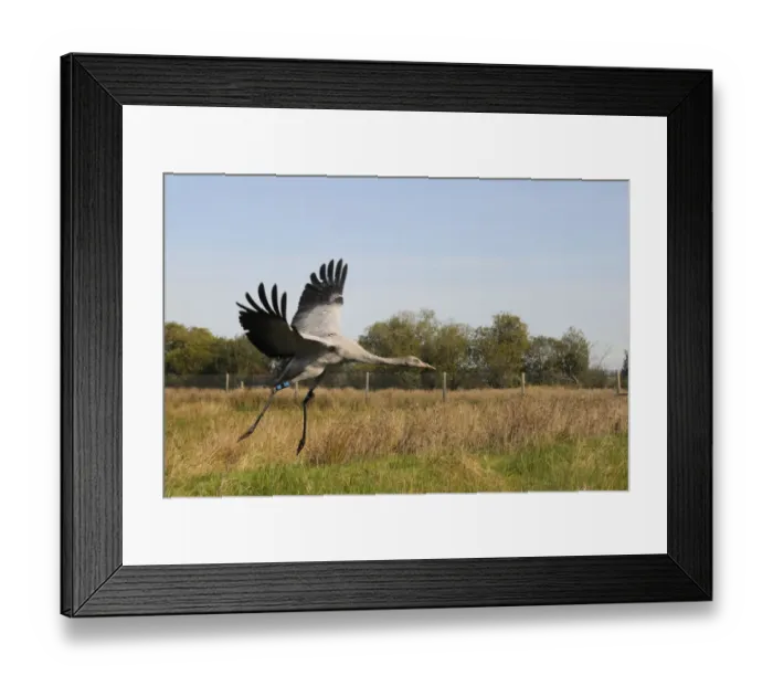 Framed Print : Recently released young Common / Eurasian crane (Grus grus) landing within a fox-proof Framed Print : Recently released young Common / Eurasian crane (Grus grus) landing within a fox-proof