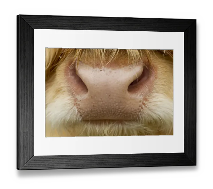 Framed Print : Close-up of the nose of a Highland cow (Bos taurus) Isle of Lewis, Outer Hebrides Framed Print : Close-up of the nose of a Highland cow (Bos taurus) Isle of Lewis, Outer Hebrides