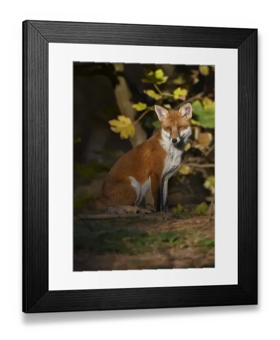 Framed Print : Red fox (Vulpes vulpes) sitting in deciduous woodland, Lancashire, England, UK, November