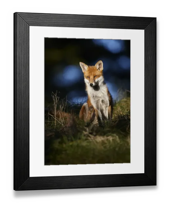 Framed Print : Red fox (Vulpes vulpes) sitting in deciduous woodland, Lancashire, England, UK, November