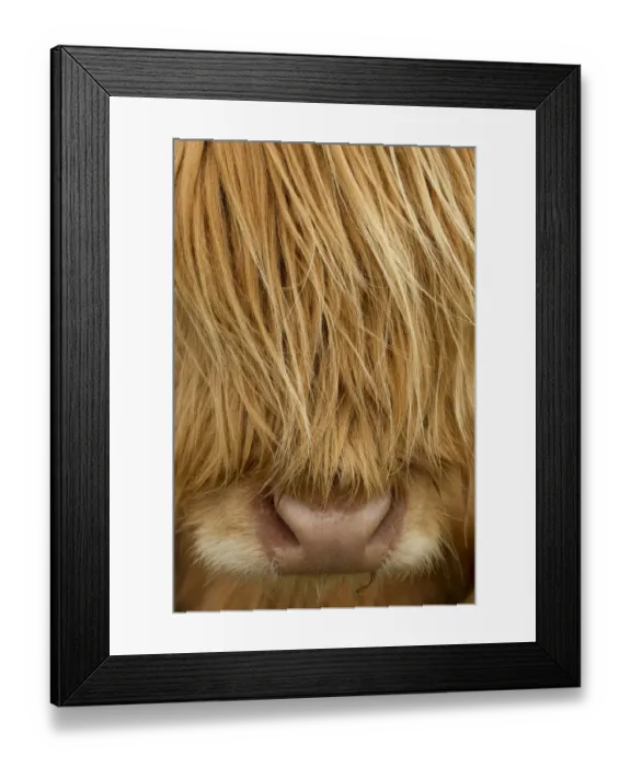 Framed Print : RF- Close-up of Highland cow (Bos taurus) showing thick insulating hair covering face Framed Print : RF- Close-up of Highland cow (Bos taurus) showing thick insulating hair covering face