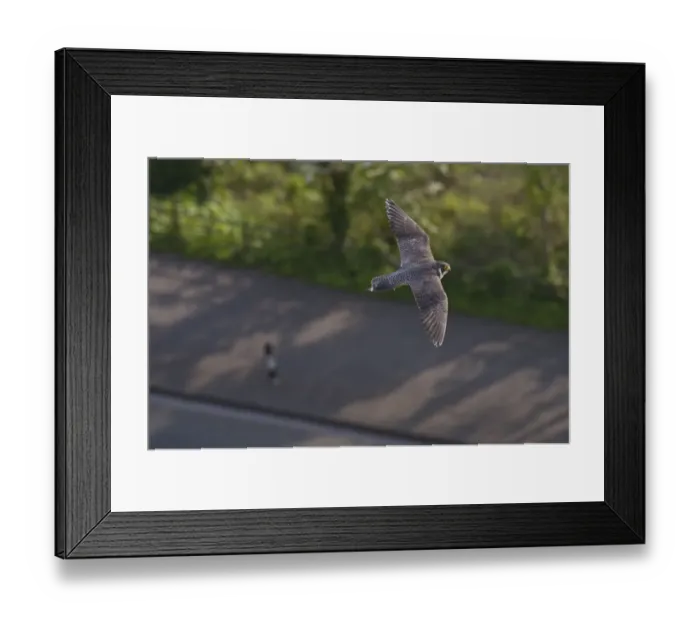 Framed Print : Adult female Peregrine falcon (Falco peregrinus) in flight over a road in the Avon Gorge Framed Print : Adult female Peregrine falcon (Falco peregrinus) in flight over a road in the Avon Gorge
