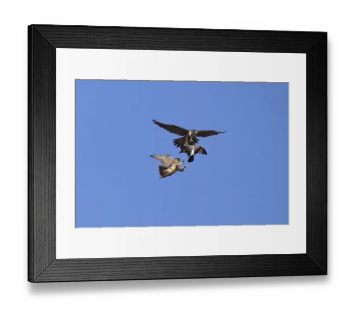 Framed Print : Adult male Peregrine falcon (Falco peregrinus) food passing a Feral pigeon (Columba Framed Print : Adult male Peregrine falcon (Falco peregrinus) food passing a Feral pigeon (Columba
