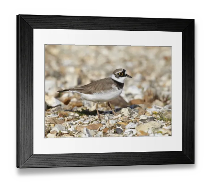 Framed Print : Male Little ringed plover (Charadrius dubius) on the edge of a freshwater gravel pit Framed Print : Male Little ringed plover (Charadrius dubius) on the edge of a freshwater gravel pit