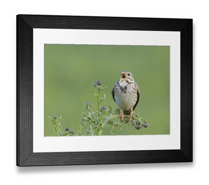 Framed Print : Corn bunting (Miliaria calandra) singing, Formby, Lancashire, England, UK, June Framed Print : Corn bunting (Miliaria calandra) singing, Formby, Lancashire, England, UK, June