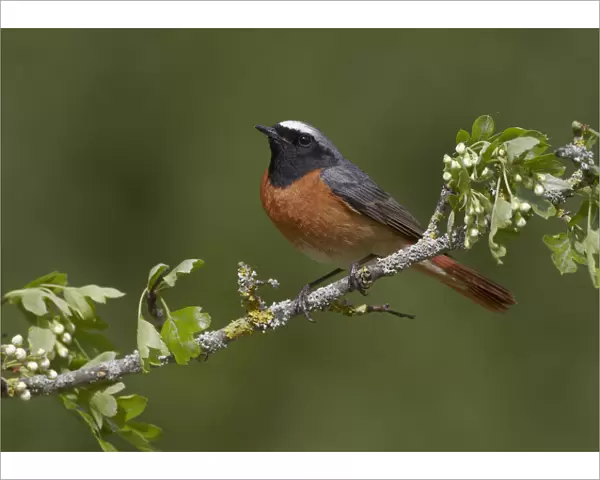 Male Redstart (Phoenicurus phoenicurus), perched on branch of flowering Hawthorn