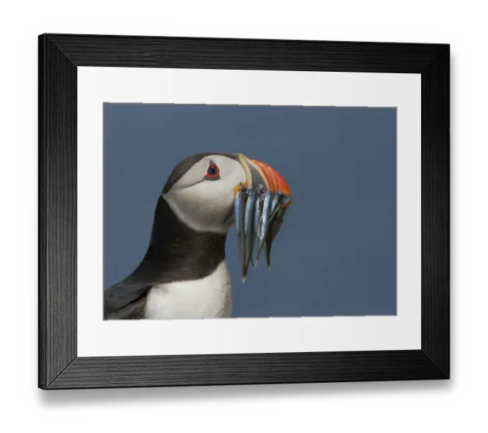 Framed Print : Puffin (Fratercula arctica) with beak full of sandeels, Farne Islands, Northumberland Framed Print : Puffin (Fratercula arctica) with beak full of sandeels, Farne Islands, Northumberland