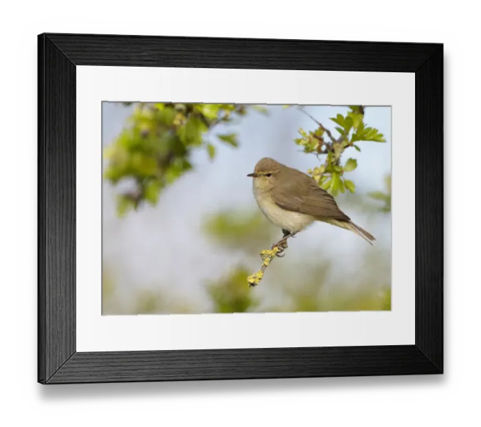 Framed Print : Chiffchaff (Phylloscopus collybita) perched on Hawthorn (Crataegus) twig, Cheshire, April Framed Print : Chiffchaff (Phylloscopus collybita) perched on Hawthorn (Crataegus) twig, Cheshire, April