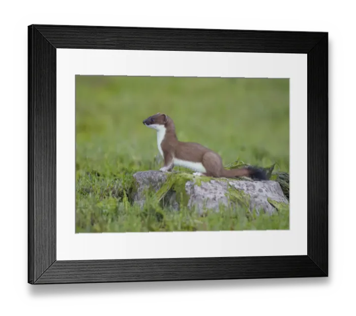 Framed Print : Stoat (Mustela erminea) standing on rock in saltmarsh, Conwy, Wales, UK, June Framed Print : Stoat (Mustela erminea) standing on rock in saltmarsh, Conwy, Wales, UK, June