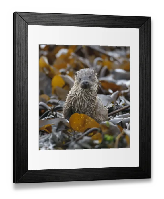 Framed Print : European river otter (Lutra lutra) cub amongst kelp on shoreline, Shetland Isles Framed Print : European river otter (Lutra lutra) cub amongst kelp on shoreline, Shetland Isles