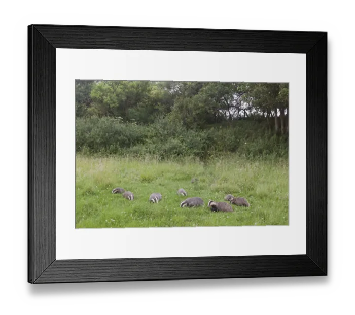 Framed Print : Badger (Meles meles) family feeding in long grass near to their sett, Dorset, England Framed Print : Badger (Meles meles) family feeding in long grass near to their sett, Dorset, England