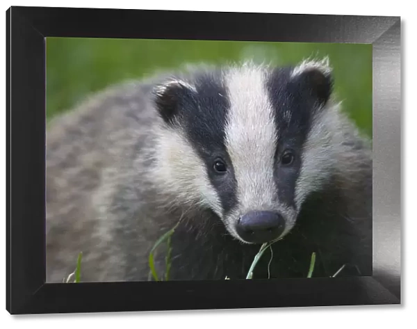 Badger (Meles meles) cub, Dorset, England, UK, July