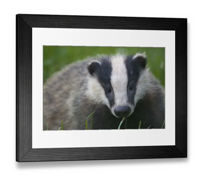 Framed Print : Badger (Meles meles) cub, Dorset, England, UK, July Framed Print : Badger (Meles meles) cub, Dorset, England, UK, July