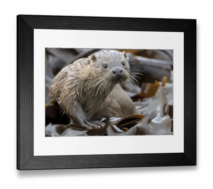 Framed Print : European river otter (Lutra lutra) cub amongst kelp on shoreline, Shetland Isles Framed Print : European river otter (Lutra lutra) cub amongst kelp on shoreline, Shetland Isles