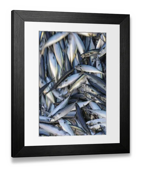 Framed Print : Catch of Atlantic mackerel (Scomber scombrus) in fish separator on board Shetland Framed Print : Catch of Atlantic mackerel (Scomber scombrus) in fish separator on board Shetland