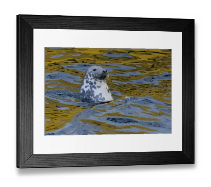 Framed Print : Grey seal (Halichoerus grypus) scavenging fish around trawlers in Lerwick harbour Framed Print : Grey seal (Halichoerus grypus) scavenging fish around trawlers in Lerwick harbour