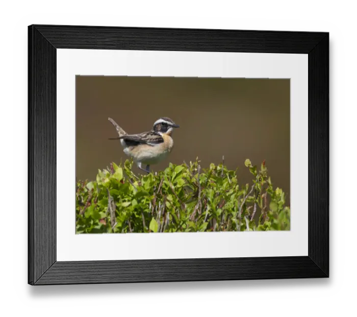 Framed Print : Male Whinchat (Saxicola rubetra) perched on Bilberry (Vaccinium myrtillus), Denbighshire