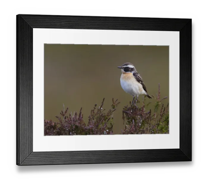Framed Print : Male Whinchat (Saxicola rubetra) perched on moorland heather, Denbighshire, Wales