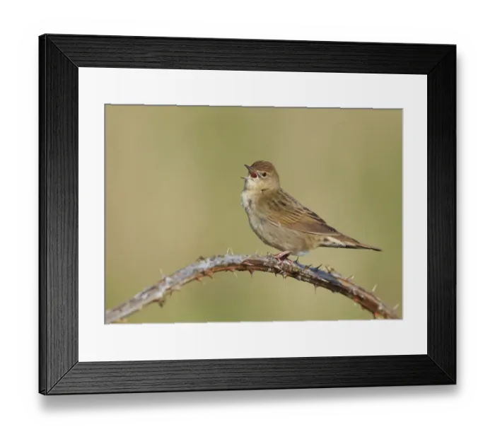 Framed Print : Grasshopper warbler (Locustella naevia) singing, Wirral, England, UK, May 2012 Framed Print : Grasshopper warbler (Locustella naevia) singing, Wirral, England, UK, May 2012