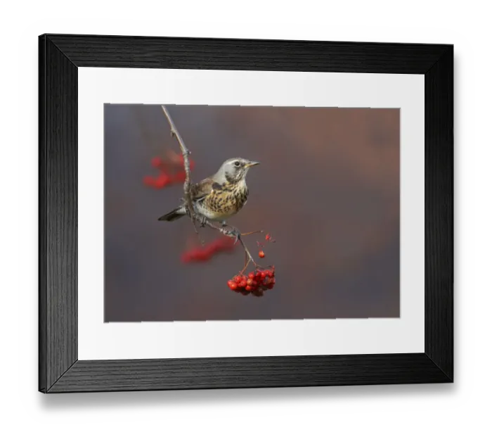 Framed Print : Fieldfare (Turdus pilaris) perched on branch of a Rowan tree (Sorbus aucuparia), with berries Framed Print : Fieldfare (Turdus pilaris) perched on branch of a Rowan tree (Sorbus aucuparia), with berries