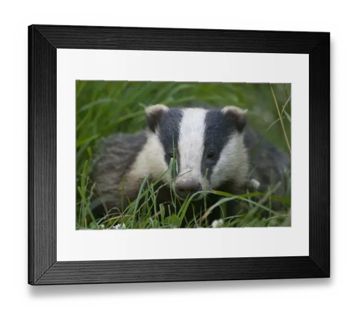 Framed Print : Adult Badger (Meles meles) in long grass, Dorset, England, UK, July Framed Print : Adult Badger (Meles meles) in long grass, Dorset, England, UK, July