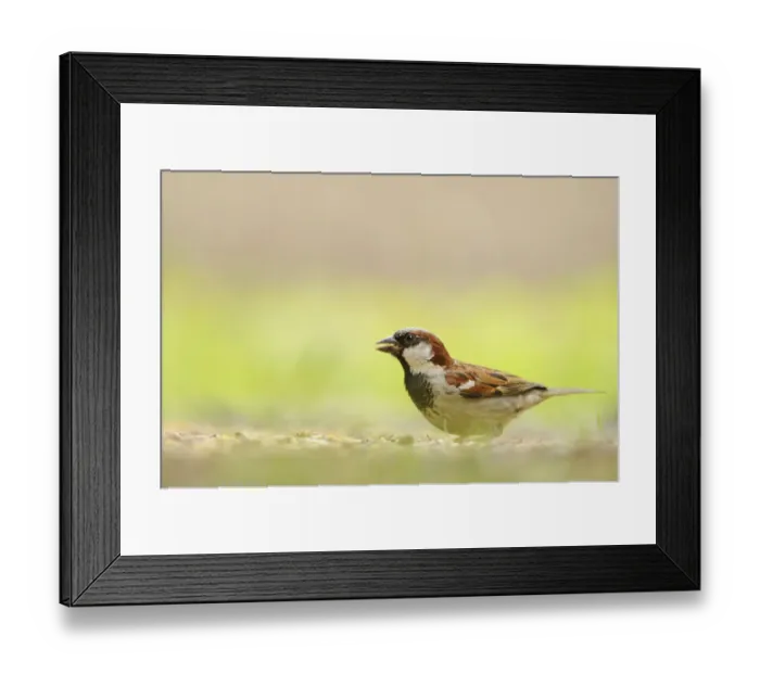 Framed Print : Male House sparrow (Passer domesticus) feeding on the ground, Perthshire, Scotland Framed Print : Male House sparrow (Passer domesticus) feeding on the ground, Perthshire, Scotland