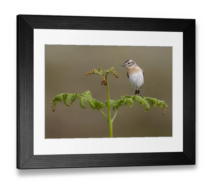 Framed Print : Female whinchat (Saxicola rubetra) perched on bracken frond, Denbighshire, Wales Framed Print : Female whinchat (Saxicola rubetra) perched on bracken frond, Denbighshire, Wales