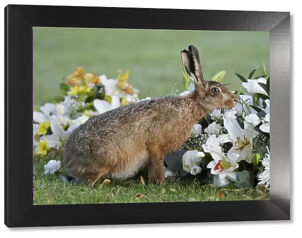 European hare (Lepus europaeus), smelling flowers in a graveyard, Landican Cemetery