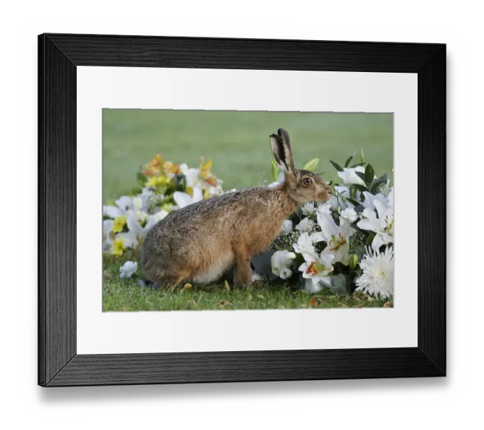 Framed Print : European hare (Lepus europaeus), smelling flowers in a graveyard, Landican Cemetery Framed Print : European hare (Lepus europaeus), smelling flowers in a graveyard, Landican Cemetery