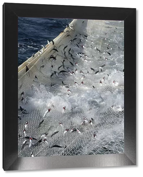 Atlantic mackerel (Scomber scombrus) in the net of Shetland pelagic trawler Charisma