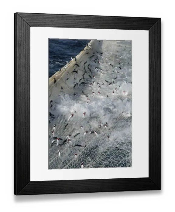 Framed Print : Atlantic mackerel (Scomber scombrus) in the net of Shetland pelagic trawler Charisma Framed Print : Atlantic mackerel (Scomber scombrus) in the net of Shetland pelagic trawler Charisma