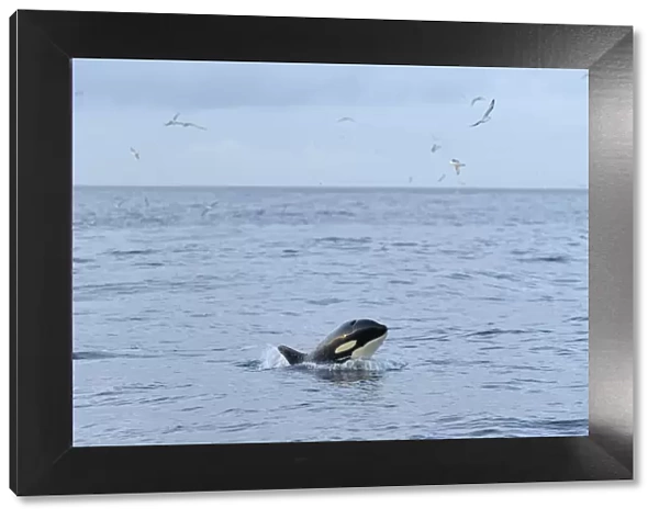 Killer whale (Orcinus orca) following Shetland pelagic trawler Charisma