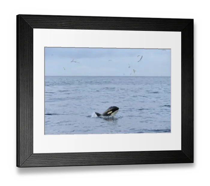 Framed Print : Killer whale (Orcinus orca) following Shetland pelagic trawler Charisma Framed Print : Killer whale (Orcinus orca) following Shetland pelagic trawler Charisma