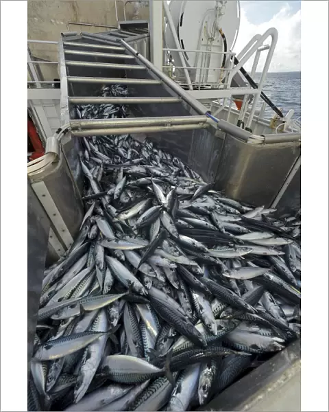 Catch of Atlantic mackerel (Scomber scombrus) in fish separator on board Shetland
