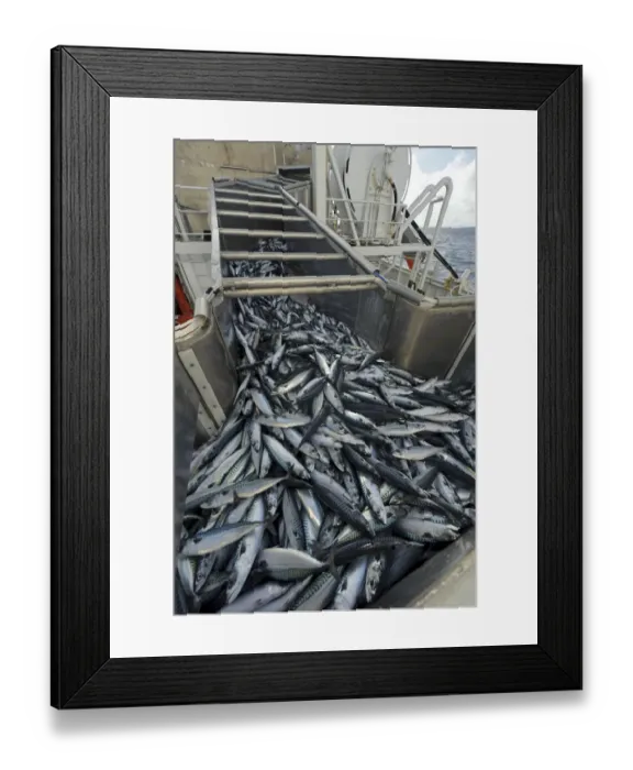 Framed Print : Catch of Atlantic mackerel (Scomber scombrus) in fish separator on board Shetland Framed Print : Catch of Atlantic mackerel (Scomber scombrus) in fish separator on board Shetland