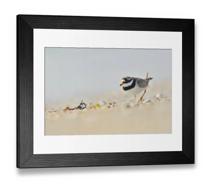 Framed Print : Male Ringed plover (Charadrius hiaticula) on beach, Outer Hebrides, Scotland, UK, June Framed Print : Male Ringed plover (Charadrius hiaticula) on beach, Outer Hebrides, Scotland, UK, June