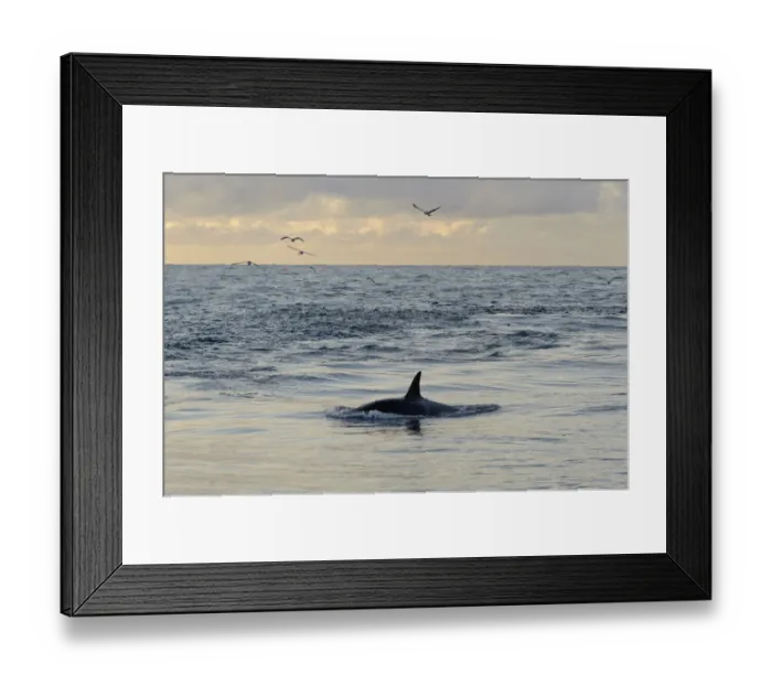 Framed Print : Killer whale (Orcinus orca) following Shetland pelagic trawler Charisma close to Eshaness Framed Print : Killer whale (Orcinus orca) following Shetland pelagic trawler Charisma close to Eshaness