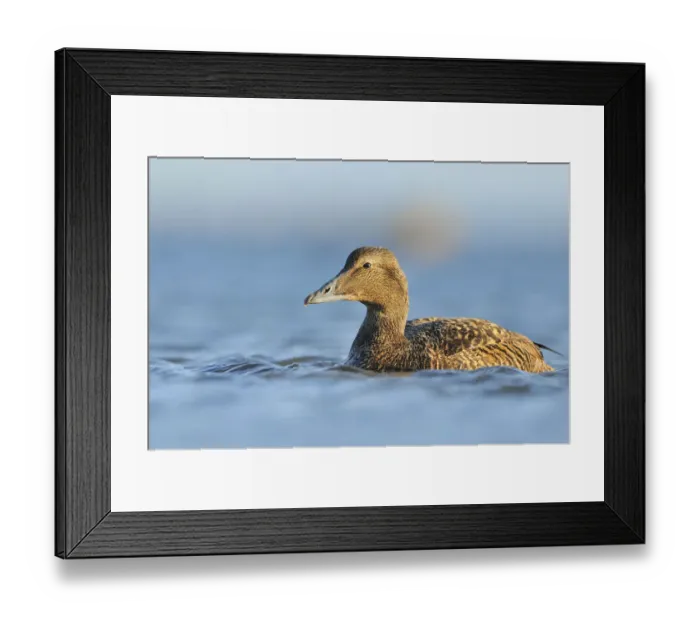Framed Print : Female Eider (Somateria mollissima) swimming on sea, Outer Hebrides, Scotland, UK, June Framed Print : Female Eider (Somateria mollissima) swimming on sea, Outer Hebrides, Scotland, UK, June