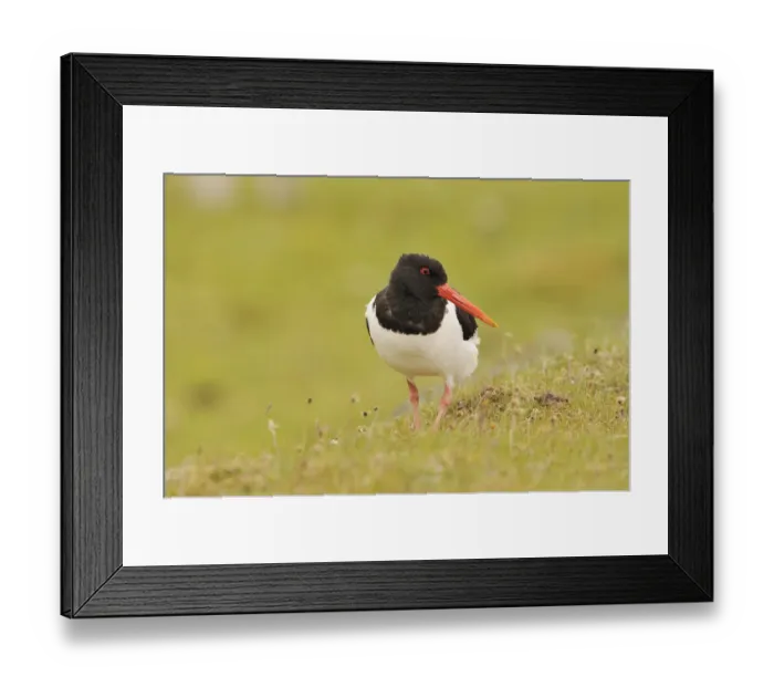 Framed Print : Oystercatcher (Haematopus ostralegus) on machair grassland, Outer Hebrides, Scotland Framed Print : Oystercatcher (Haematopus ostralegus) on machair grassland, Outer Hebrides, Scotland