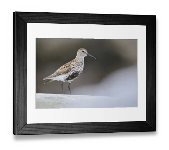 Framed Print : Dunlin (Calidris alpina) perching on a rock, Outer Hebrides, Scotland, UK, June Framed Print : Dunlin (Calidris alpina) perching on a rock, Outer Hebrides, Scotland, UK, June