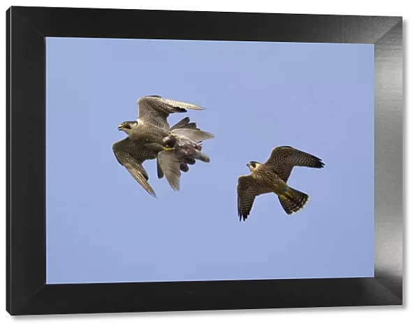 Juvenile male Peregrine falcon (Falco peregrinus) in flight chasing his parent who