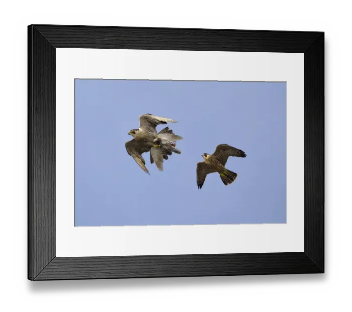 Framed Print : Juvenile male Peregrine falcon (Falco peregrinus) in flight chasing his parent who Framed Print : Juvenile male Peregrine falcon (Falco peregrinus) in flight chasing his parent who