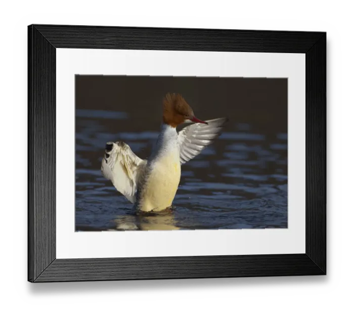 Framed Print : Female Goosander (Mergus merganser) drying feathers, Gwynedd, Wales, UK, January Framed Print : Female Goosander (Mergus merganser) drying feathers, Gwynedd, Wales, UK, January