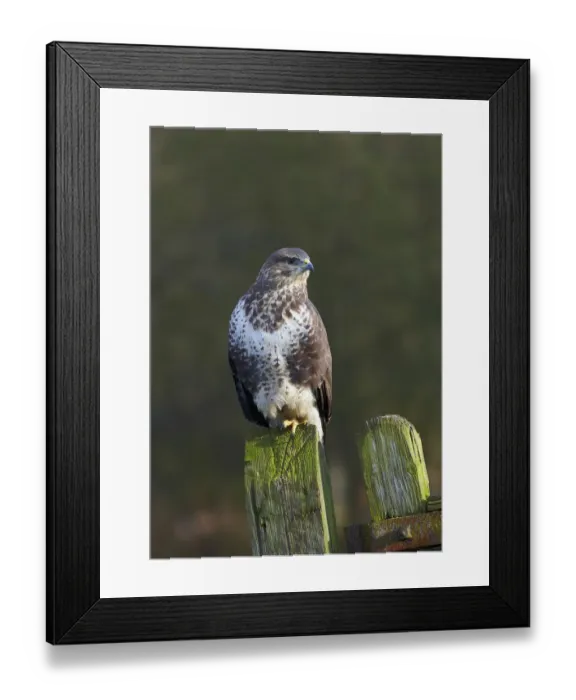 Framed Print : Common buzzard (Buteo buteo) perched on a gate post, Cheshire, England, UK, December